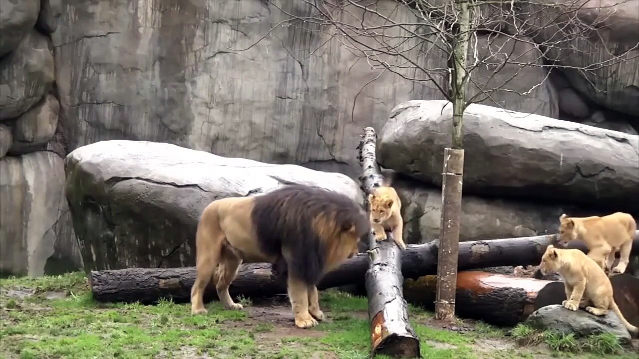 Lion - Dad and Son