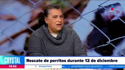 Funcionario de la GAM impide instalación de módulo de rescate de perritos