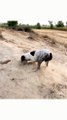 Watch the dog's descent into the abyss