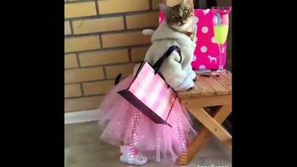 Meow Moments: Side-Splitting Cat Comedy