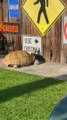 Smart Tortoise Reads Sign