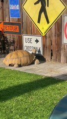 Smart Tortoise Reads Sign