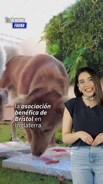 Perros abandonados se convierten en artistas