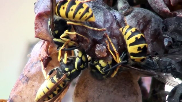 Vespe_e_Uva (1936 x 1088) SFHD