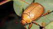 Growing concerns Christmas beetles are disappearing