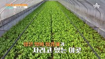 청경채 비닐하우스만 52개 소유(⊙o⊙)? 청경채 농사 27년 차 백사현 어르신을 만나다