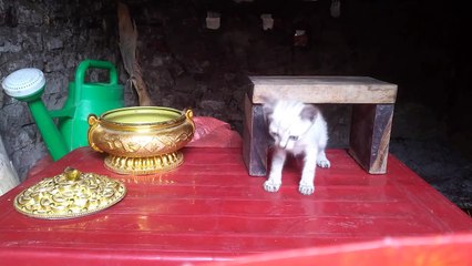cute kitten naughty but adorable