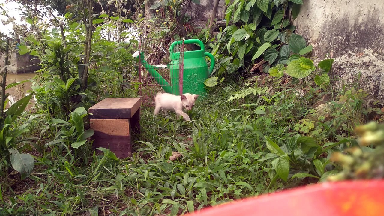 adorable and cute kitten ever