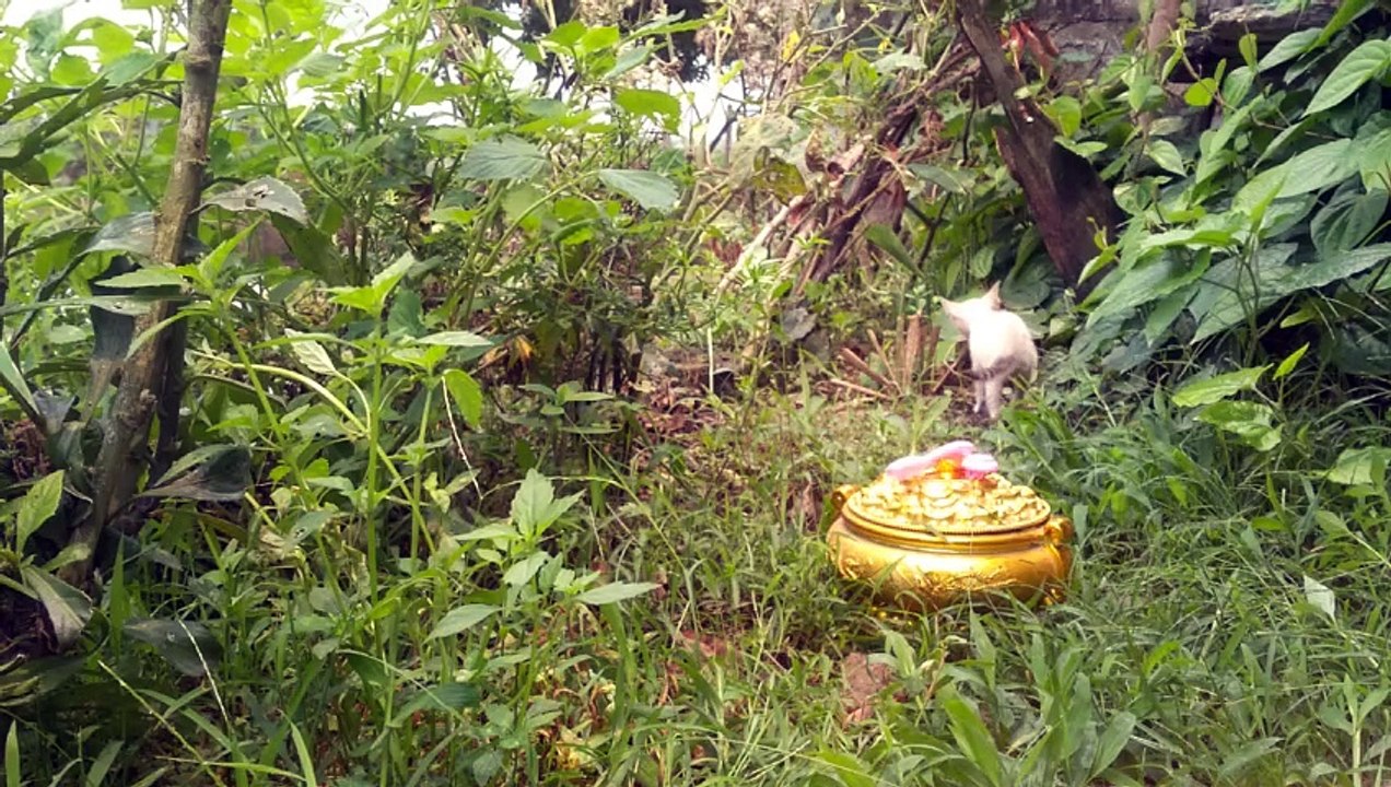 cute kitten experience nature