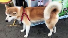 Shiba INU Dog