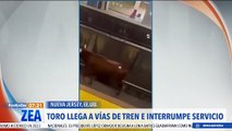 Toro llega a las vías del tren e interrumpe el servicio