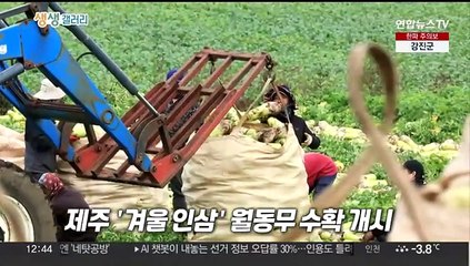 [생생갤러리] 제주 '겨울 인삼' 월동무 수확 개시 外