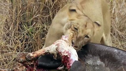 Singa menyantap buruannya