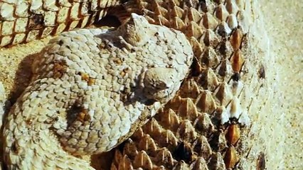 Ular gurun pasir memburu gecko