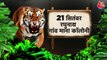 Vardaat: Tigers wreak havoc in UP's Pilibhit