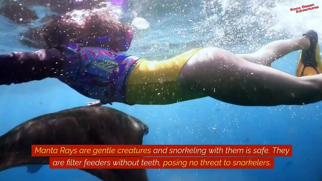 What Makes Manta Ray Snorkeling In Kona So Special