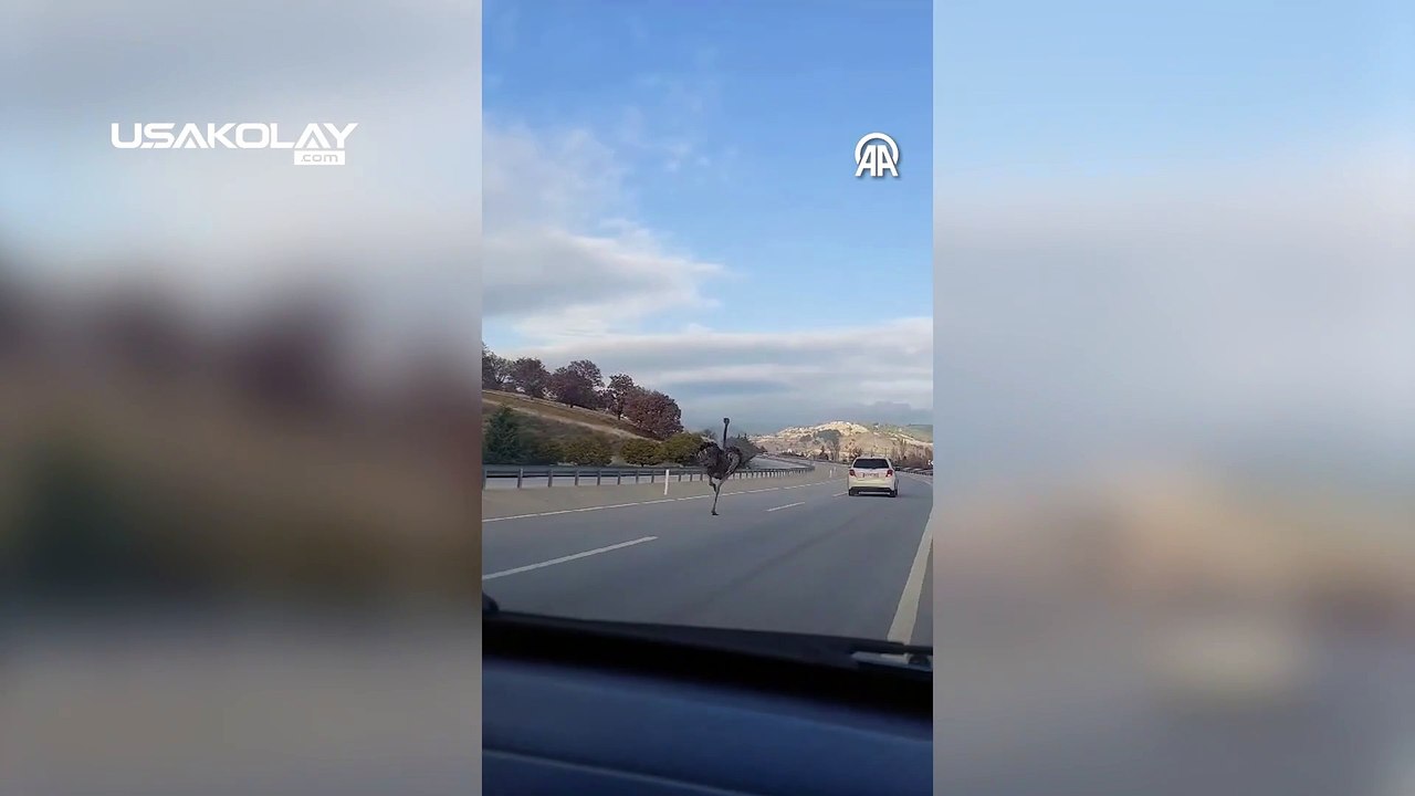 Gediz'de Sahibinden Kaçan Deve Kuşu Ortalığı Birbirine Kattı!