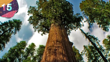 15 GIGANTIC Trees and Plants