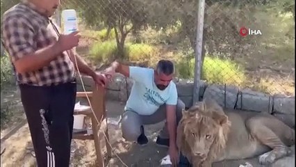 Yürüyemeyen aslanı 20 günde eski sağlığına kavuşturdu