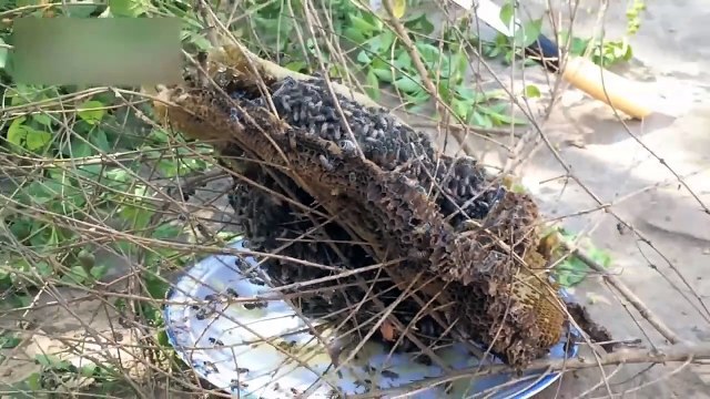 MOST AMAZING FACTS ABOUT EAGLE , SHAHEEN _URDU DOCUMENTARY ON UQAAB _ Urdu Cover