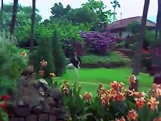 Jogi O Jogi - Classic Kishore Kumar Song from Kaamchor (1982) 🎶