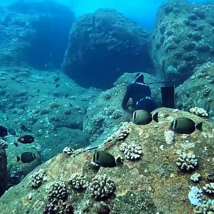 The Underwater Hunters of Hawaii