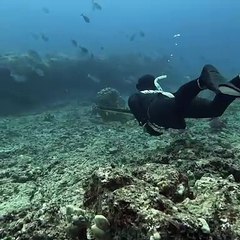 How Hawaii Divers Catch Fish Underwater