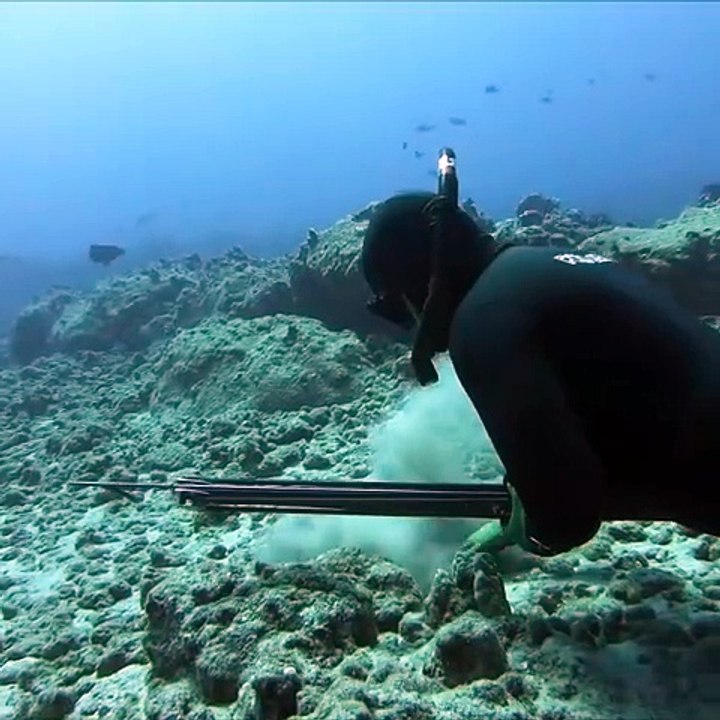 Professional Divers of Hawaii Hunting for Food