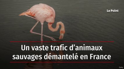 Un vaste trafic d’animaux sauvages démantelé en France