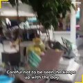 Mama Dog Begs Brings Food Back to Pups