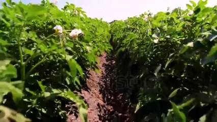 How to grow and harvest potatoes