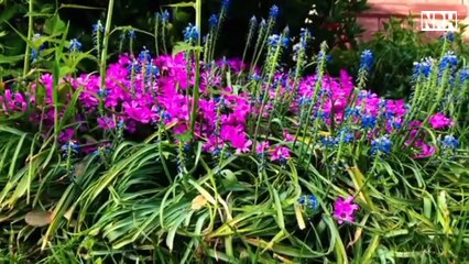 Stress relief film "beautiful flower" with most charming colourful flowers & relaxation music.