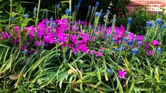 Stress relief film beautiful flower with most charming colourful flowers & relaxation music.