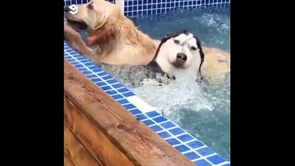 Furry Follies: Hilarious Dog and Cat Escapades