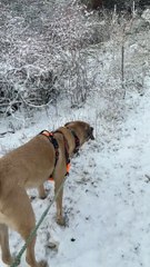 Dog Grazes With The Deer