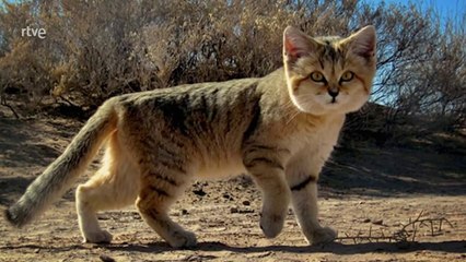 Reinos Salvajes: Felinos en Libertad