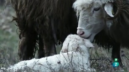 "Rumania Salvaje: Una Aventura en la Tierra de los Lobos"