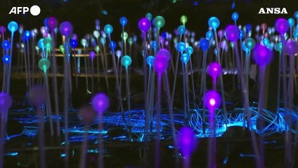 Sbarca a New York l'installazione artistica immersiva 'Field of Light'