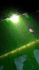 Apa fungsi daun pisang dikolam LARVA LELE menurut kalian❓