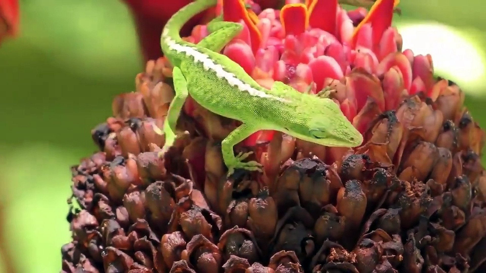 ⁣Animaux et faune 8K ULTRA HD