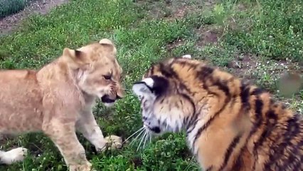 Baby Lion & Tiger playing