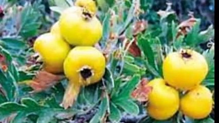 "7 أعشاب ومكونات طبيعية لخفض ضغط الدم بشكل طبيعي"