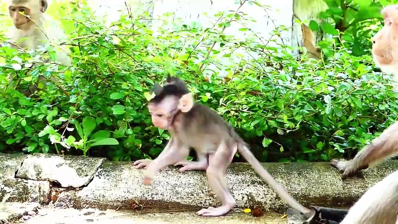 Lovely Playing Of Adorable Baby Sakura With His Beloved Brother Saki (720p_25fps_H264-192kbit_AAC)