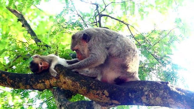 Malika Is A Kind Female Monkey, Malika Carry 2 Babies, Monika And Sakura Heavily Climb Up (720p_25fps_H264-192kbit_AAC)