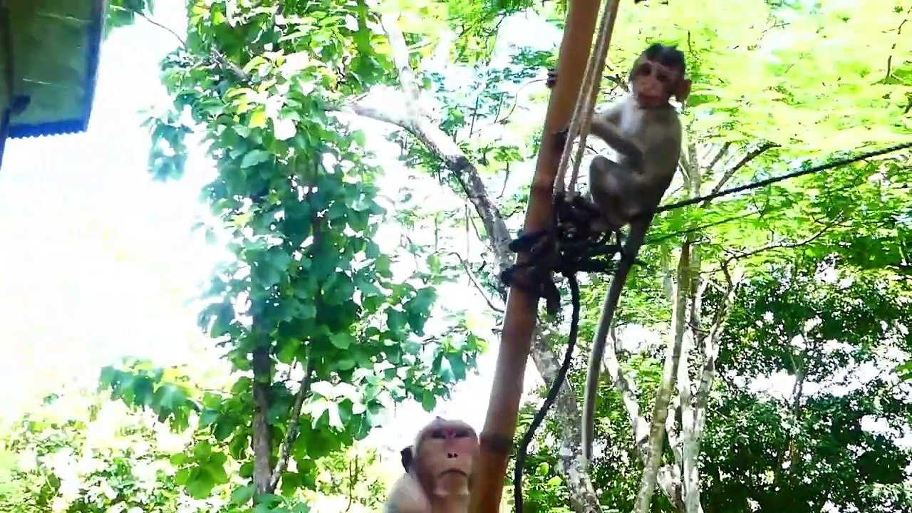 LOVES Never END Of Adorable Mother Teva Toward Baby Girl Lyza (720p_25fps_H264-192kbit_AAC)