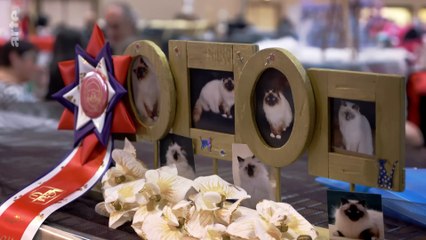 Wie die Katze die Welt eroberte