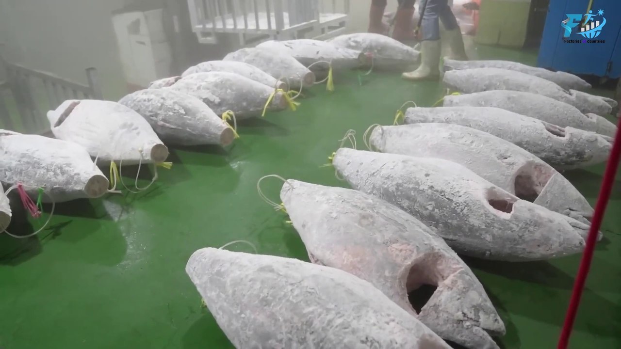 Inside Taiwan Seafood Marvel: Frozen Tuna Chunks Factory | A Glimpse into Precision Processing ❄️