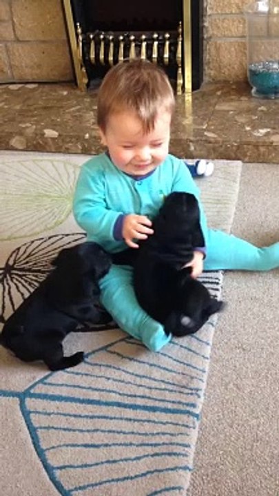 cute Baby laughing at pug puppies