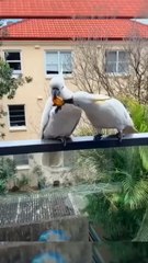 Une belle conversation entre deux amoureux