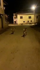 Gevaş'ta başıboş hayvanlar tehlike saçıyor